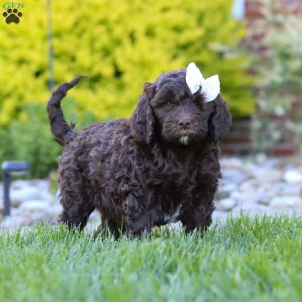 Daisy, Newfypoo Puppy